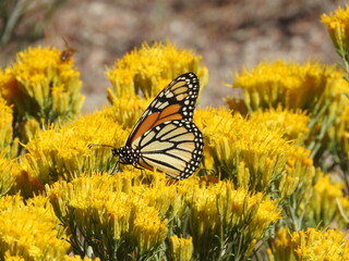 Monarch Butterfly perched upon yellow sagebrush flowers, Angeles National Forest, San Gabriel Mountains, California.