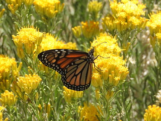 Monarch Butterfly perched upon yellow sagebrush flowers, Angeles National Forest, San Gabriel...