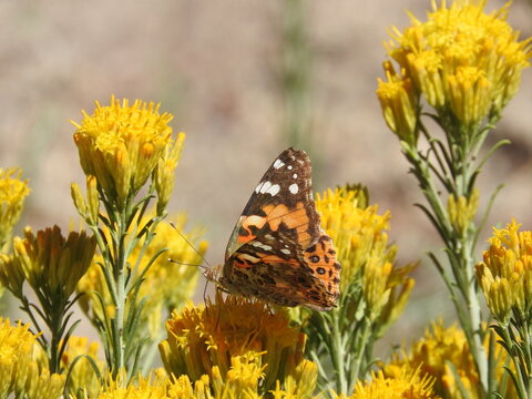 Painted lady Butterfly perched upon yellow sagebrush flowers, Angeles National Forest, San Gabriel Mountains, California.