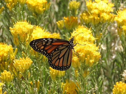 Monarch Butterfly perched upon yellow sagebrush flowers, Angeles National Forest, San Gabriel Mountains, California.