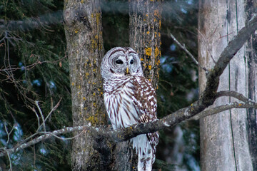 Owl