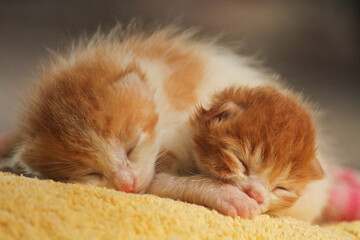 kittens sleeping