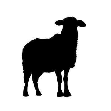 Sheep silhouette isolated
