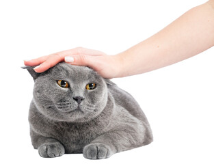 Hand stroking and petting British cat isolated on transparent background