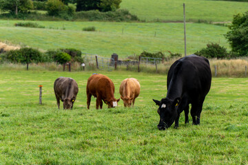 A cows on a pasture on a summer. Livestock on free grazing. Livestock farm. Agricultural landscape, cow on green grass field.