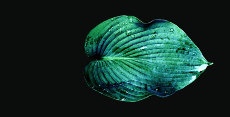 A large plant leaf on a monochrome background. Color variation. Minimal composition. Exclusive wallpaper. Cut out