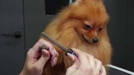 Happy dog do manicure in grooming salon. Groomer filing nails fluffy spitz manicure in professional beauty salon for domestic pets animals. Dog is sitting resting and enjoying hygienic procedure. 