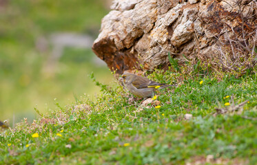 bird watching on the grass, European Greenfinch, Chloris chloris	