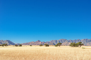 African savanna landscape, savannah wild grassland with mountains on background, Namibia, South...