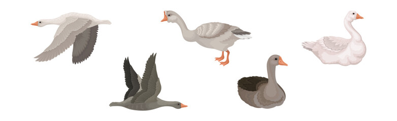 Goose White and Grey Domestic and Wild Birds Vector Set