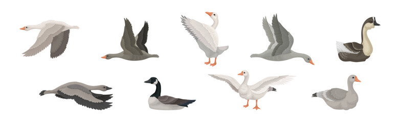 Goose White and Grey Domestic and Wild Birds Vector Set