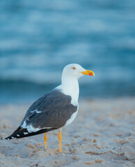 seagull on the beach 
