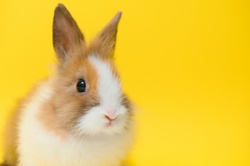Rabbit on yellow background. Domestic animal, pet. Copyspace. Spring, Easter.