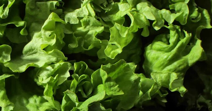 Super close up with texture and detail of vibrant green lettuce cabbage