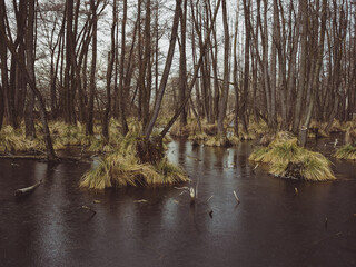 swamp and river in the forest - 577143920