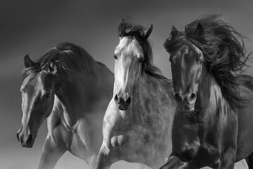 Horses in motion  close up portrait