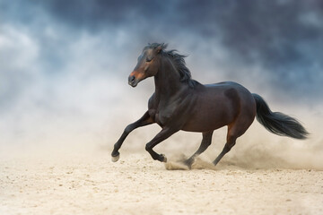 Obraz na płótnie Canvas Wild horse run gallopin desert