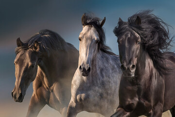 Naklejka na ściany i meble Horses in motion close up portrait
