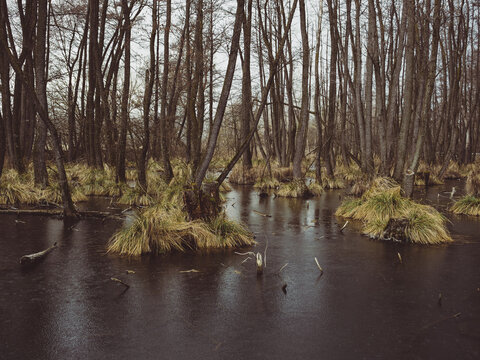 swamp and river in the forest