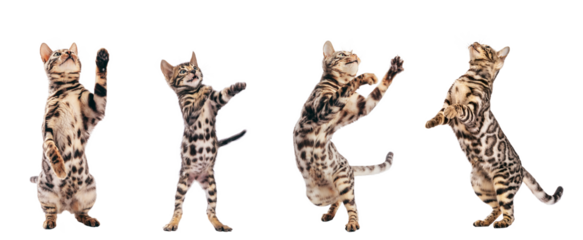 Bengal cat young kittens playing, set isolated on transparent white background