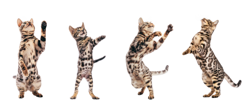 Bengal cat young kittens playing, set isolated on transparent white background