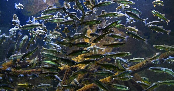Minnow, phoxinus phoxinus, School of Fish in Freshwater Aquarium, France, Real Time 4K