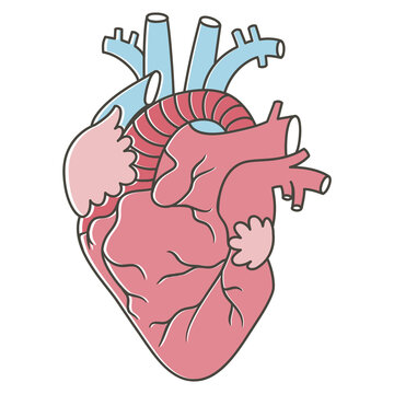 human heart anatomy illustration png