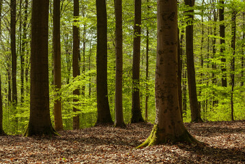 Beautiful springtime beech forest with fresh green foliage, Teutoburg Forest, Germany