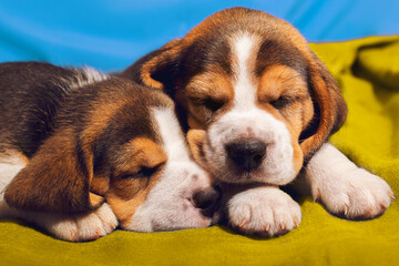 beagle puppy sleeping