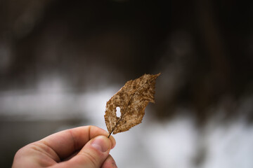 Withered leaf in hand 