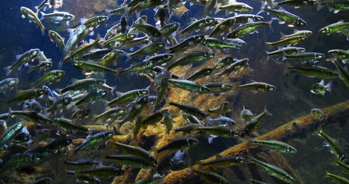 Minnow, phoxinus phoxinus, School of Fish in Freshwater Aquarium, France, Real Time 4K