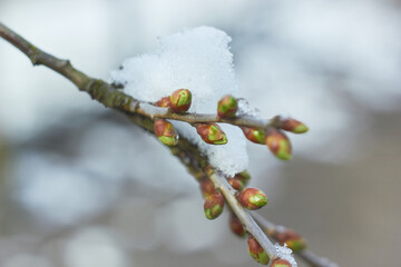 Young leaves in the snow. New spring foliage appears on the branches. Beauty of nature. Spring, youth, growth concept.
