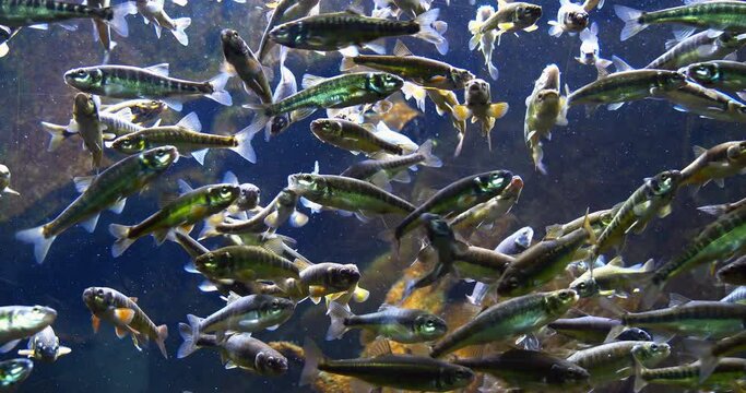 Minnow, phoxinus phoxinus, School of Fish in Freshwater Aquarium, France, Real Time 4K