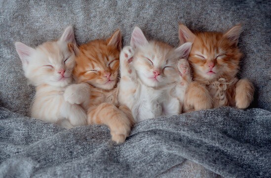 cute kittens in love sleeping on gray knitted blanket. Cats rest napping on bed. Feline love and friendship on valentine day. Top view