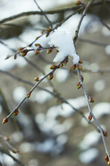 Young leaves in the snow. New spring foliage appears on the branches. Beauty of nature. Spring, youth, growth concept.