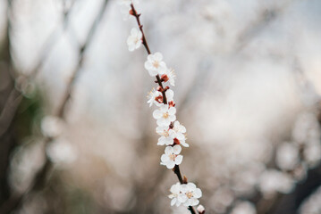 White beautiful flowers in the tree blooming in the early spring, blurred backgroung