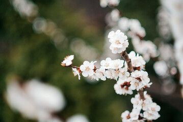 White beautiful flowers in the tree blooming in the early spring, blurred backgroung