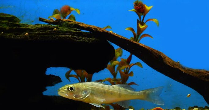 Zander, stizostedion lucioperca, Young Fish Swimming in a Freshwater Aquarium in France, Real Time 4K