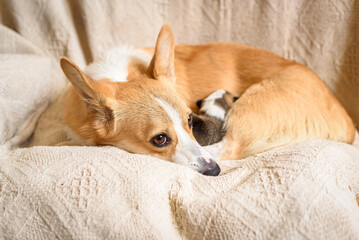 Red mommy dog welsh corgi pembroke with her puppies, lies on a knitted plaid. Sad tired look.