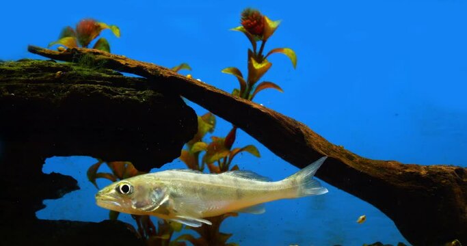 Zander, stizostedion lucioperca, Young Fish Swimming in a Freshwater Aquarium in France, Real Time 4K