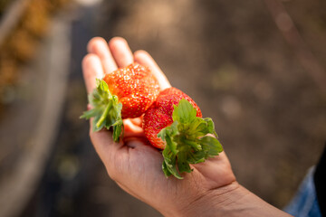 Woman picking strawberries in the field wearing a hat. Picking strawberries to eat. Woman's hands trimming strawberries in the field. Strawberry plant in closeup, person picking strawberries