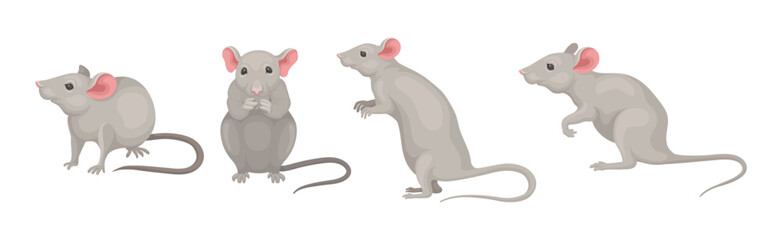 Gray Mouse Small Animal with Rounded Ears in Different Pose Vector Set