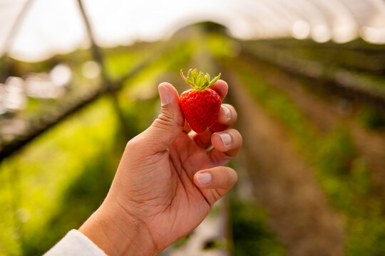 Strawberry plant in closeup, person picking strawberries