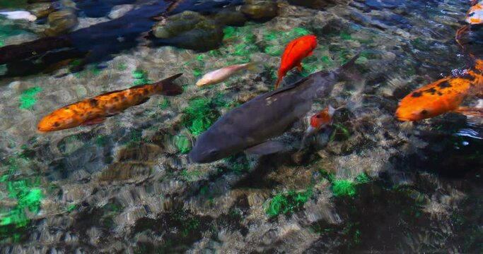 Koi Carp, cyprinus carpio, Adults Swimming in a Freshwater Aquarium in France, Real Time 4K