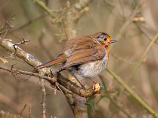 robin on a branch in spring