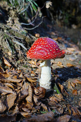 Fly Agaric or Amanita muscaria poison mushroom in the autumn forest