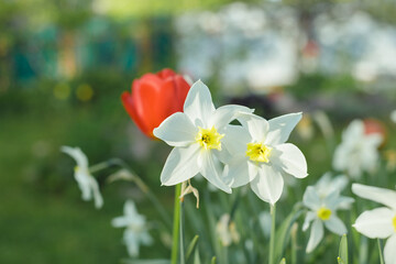 White daffodils in the garden on a sunny day,White tender narcissus flowers blooming in spring sunny garden