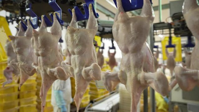 poultry farm conveyor, butchered 
 fresh chicken carcasses without feathers, plucked and without heads go along the line, in a large poultry meat production plant, hung on hooks