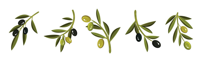 Olive Branches with Hanging Ripe Green and Black Fruit Vector Set