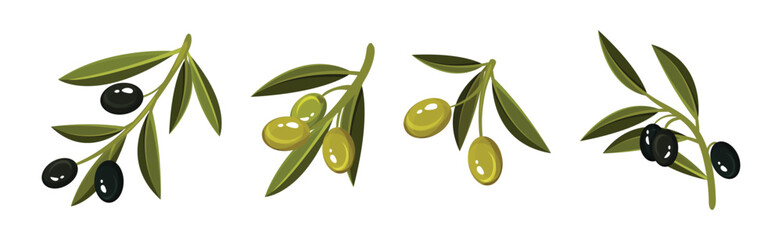 Olive Branches with Hanging Ripe Green and Black Fruit Vector Set